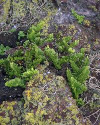 Asplenium decurrens. Mature plants growing on exposed coastal cliff.
 Image: P.J. de Lange © Peter de Lange All rights reserved